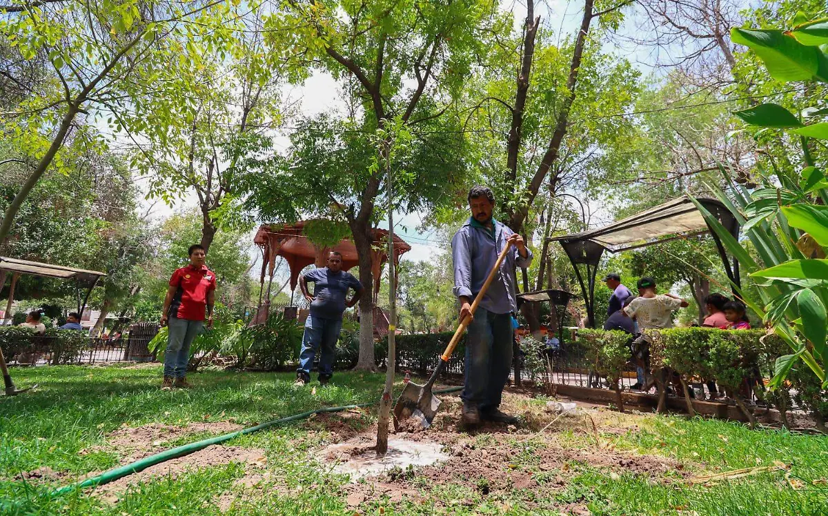 Este jueves arranca campaña de reforestación en Lerdo