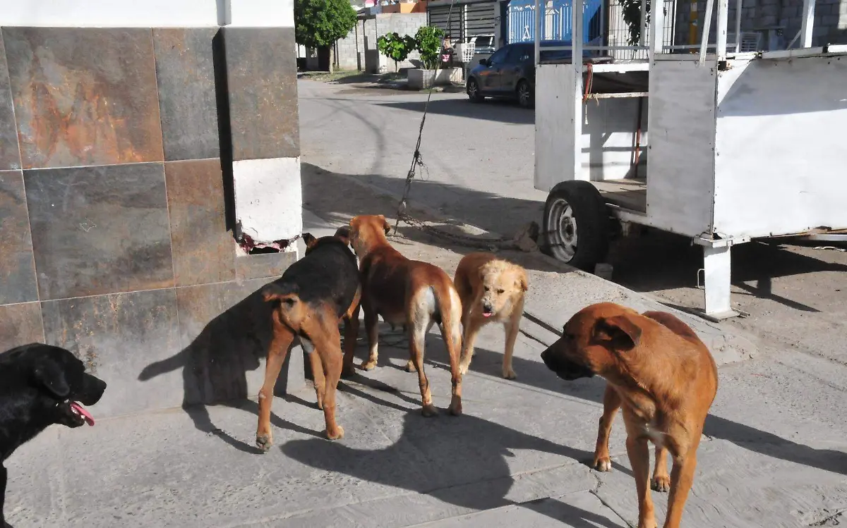Ayuntamiento lleva a cabo jornada de esterilización de mascotas