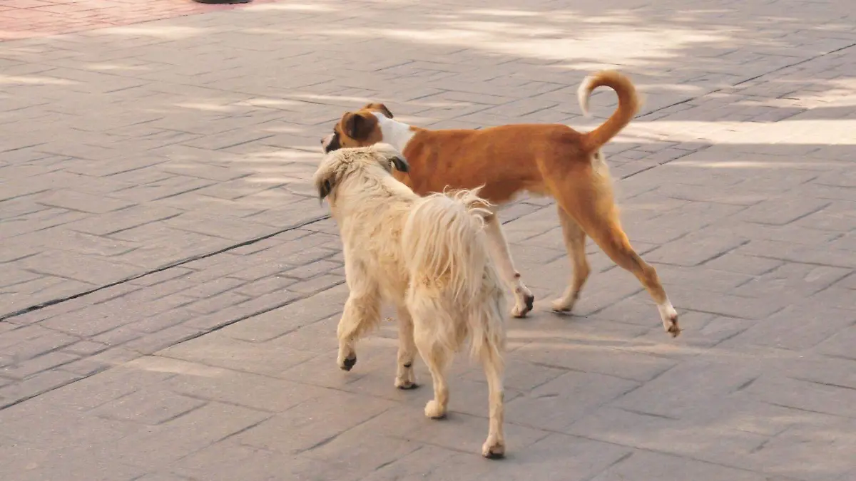 Salud Municipal conforma padrón de perros pitbull en Gómez Palacio