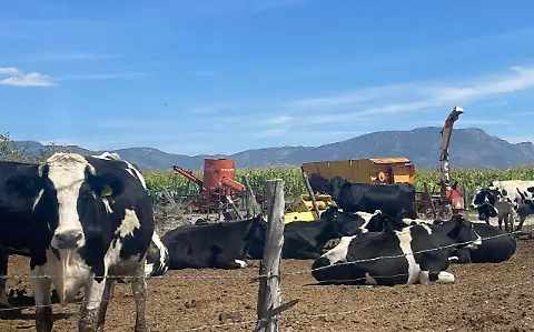 Ganaderos van por la recuperación de apoyos que se perdieron en el sexenio de AMLO - El Sol de Durango | Noticias Locales, Policiacas, sobre México, Durango y el Mundo