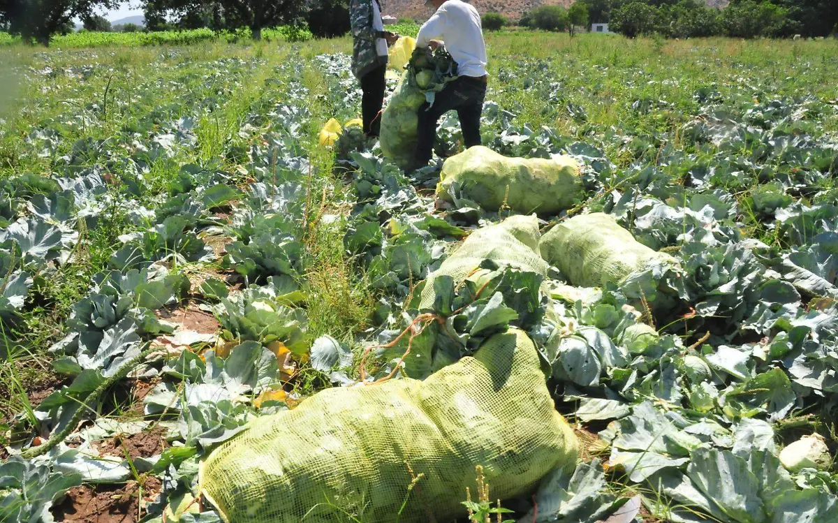 Productores de repollo en Monterrey, Durango, sufren pérdidas por plagas