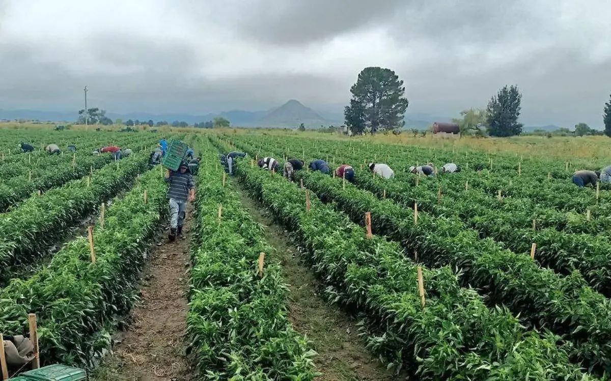 Plantación de chile en Durango
