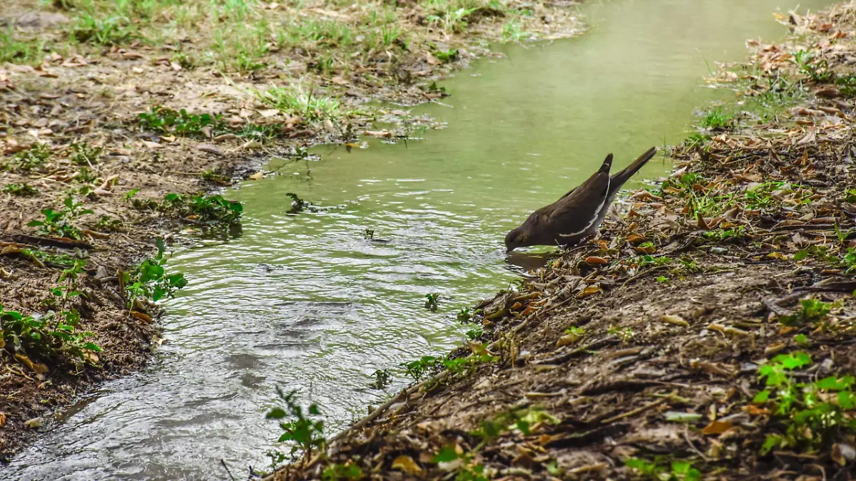 Inicia riego de "Parque Las Auras" en Lerdo