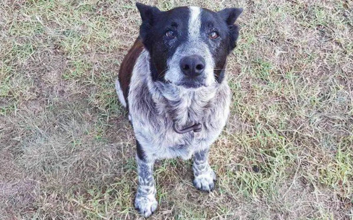 Perro pastor australiano
