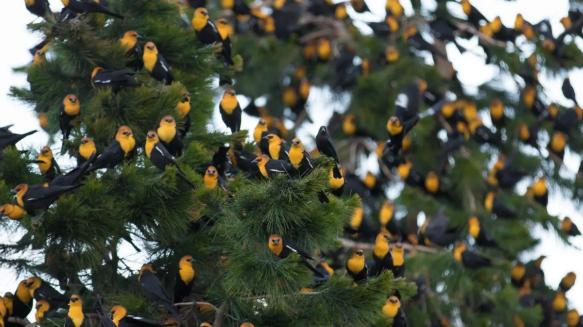 Aves invaden estacionamiento de un centro comercial en Durango