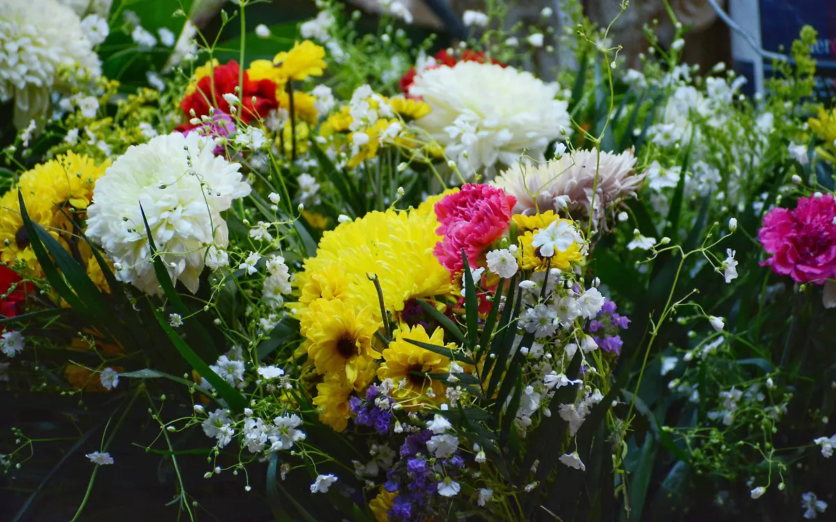 Incrementa venta de flor de nochebuena en Durango