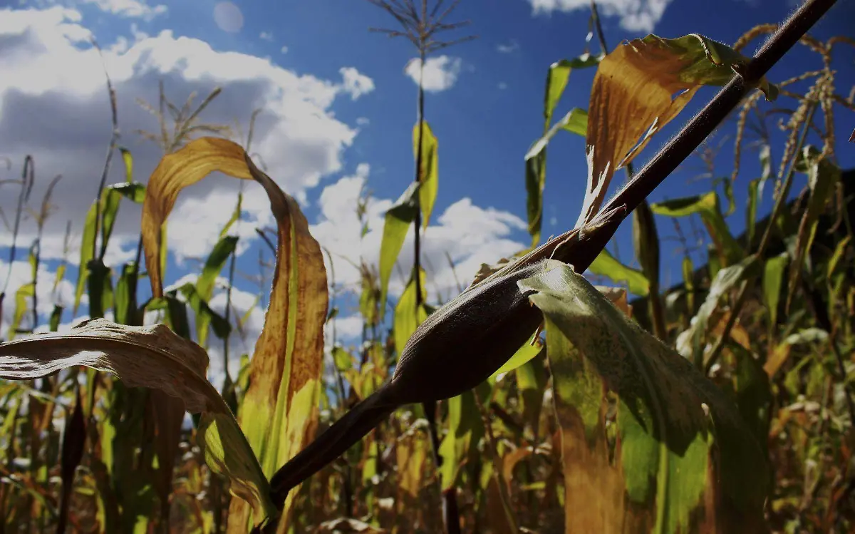 Sequía en el campo mexicano