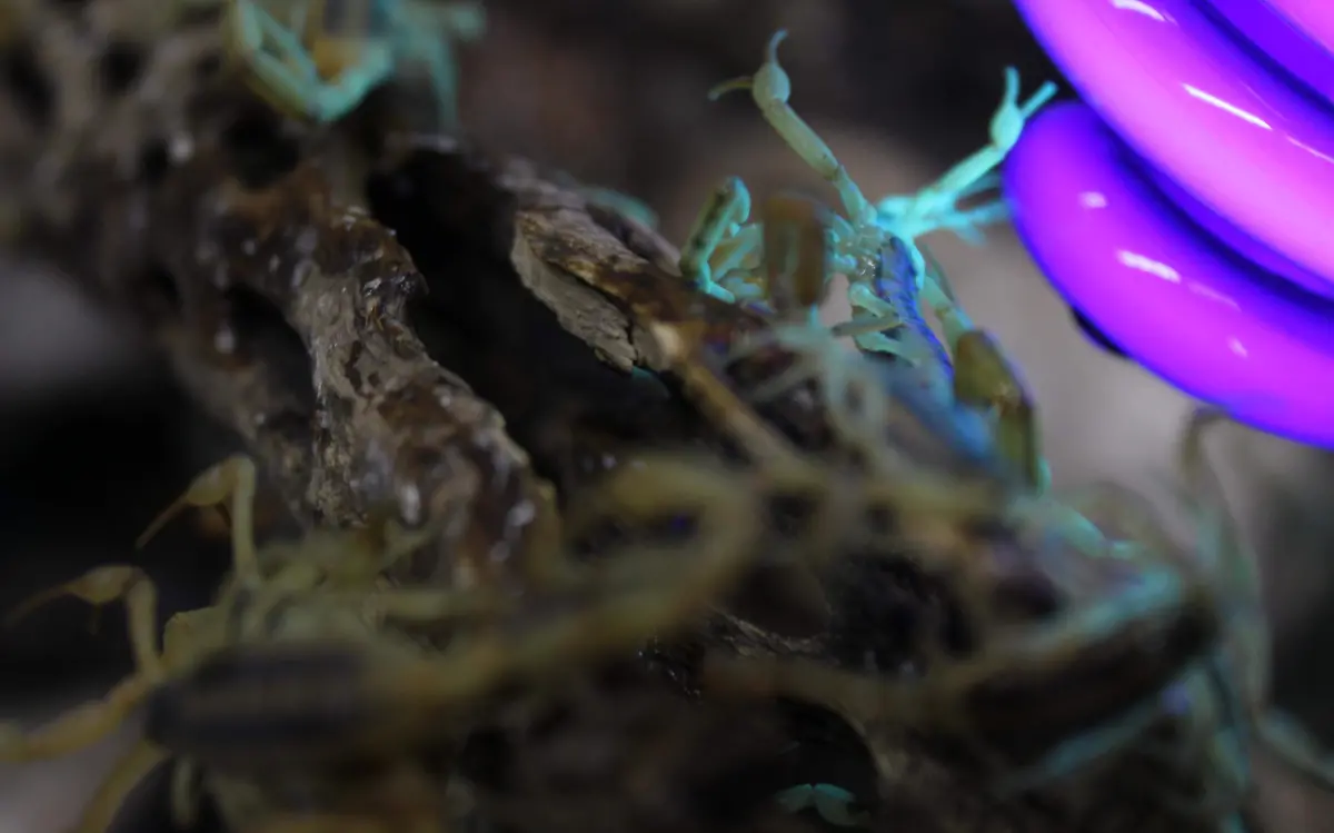 Alacrán dentro de una pecera