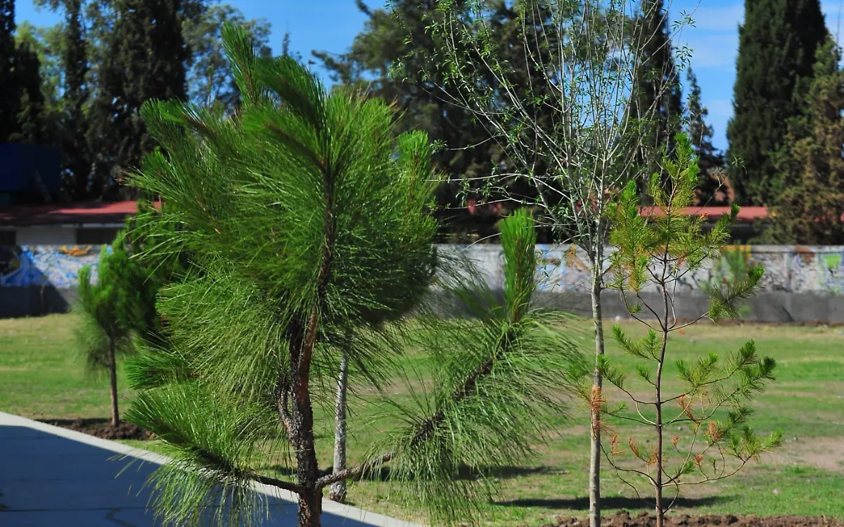 Crean microbosque en el Palacio de los Combates en la ciudad de Durango