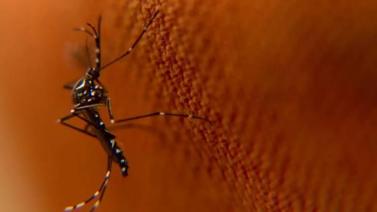 aedes aegypti mosquito