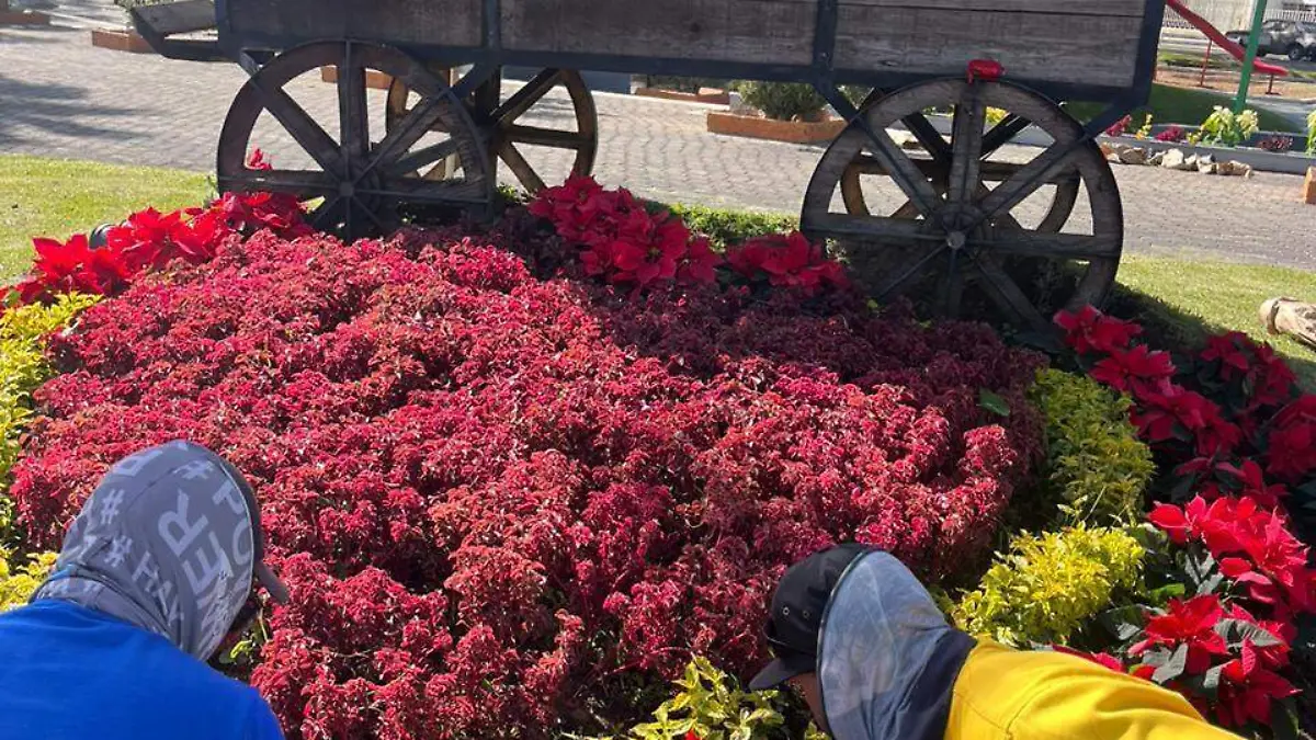 Durango se viste con nochebuenas