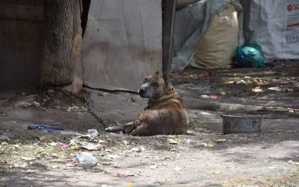 Son recogidos cerca de 120 perros callejeros en lo que va del año