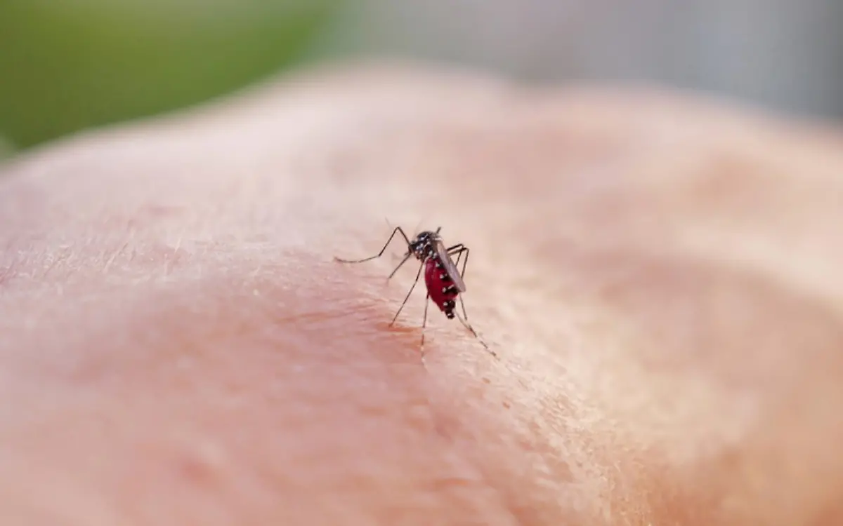 Mosco transmisor de dengue (1)