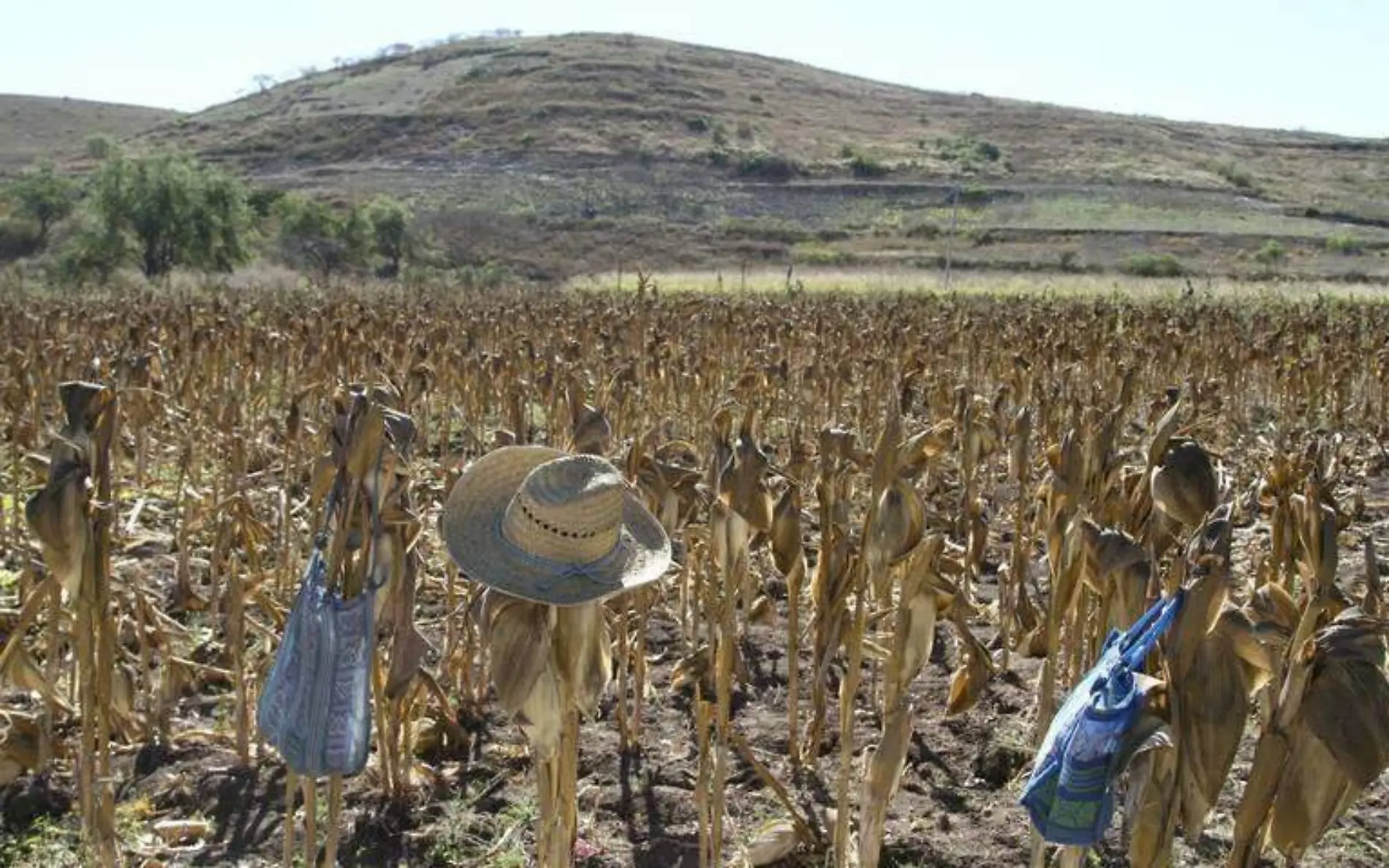 Campesinos adeudan 350 mil pesos a CFE por exceder consumo de energía