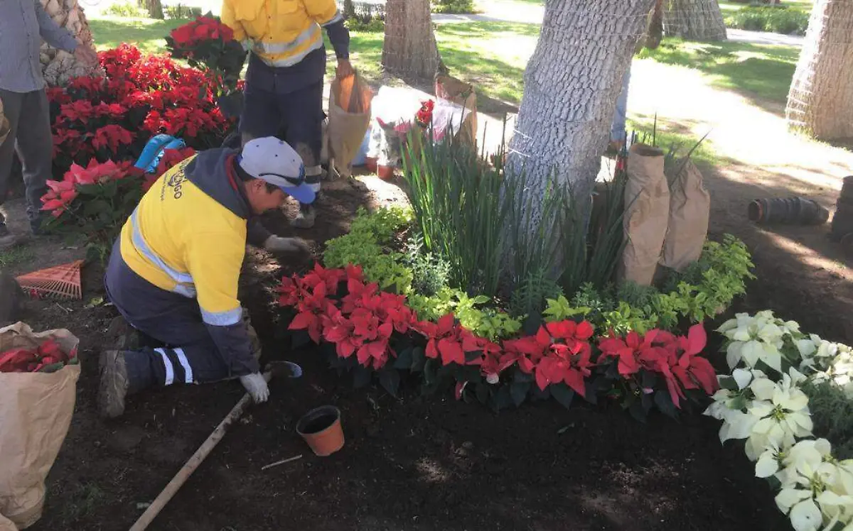 Durango se viste con nochebuenas