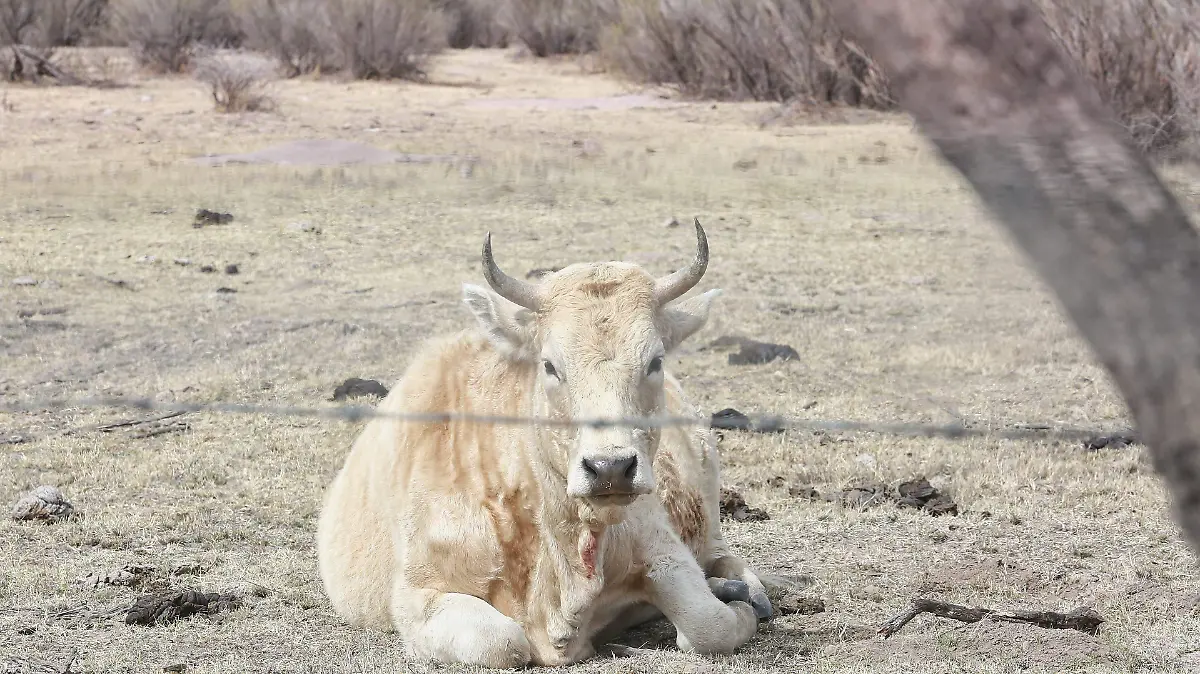 Ganado en Durango