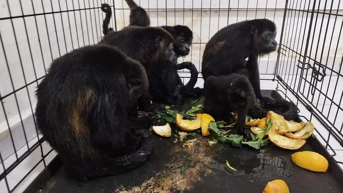 monos_saraguatos_rescatados