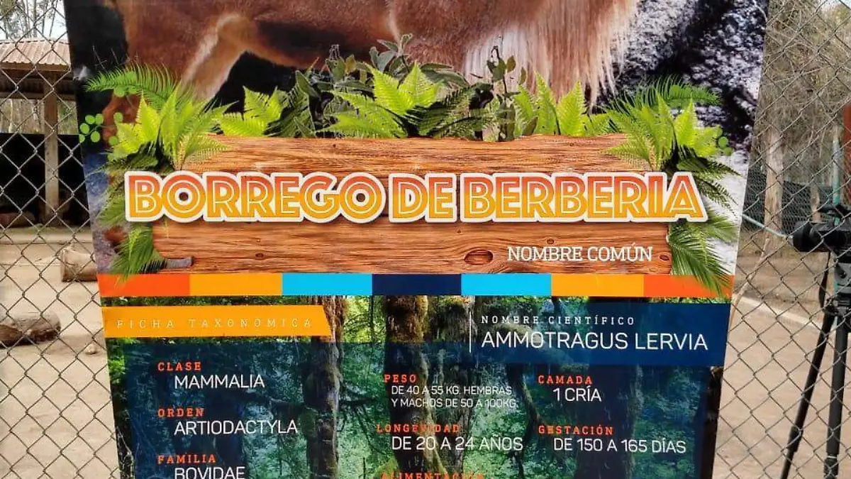 FichaBorrego
