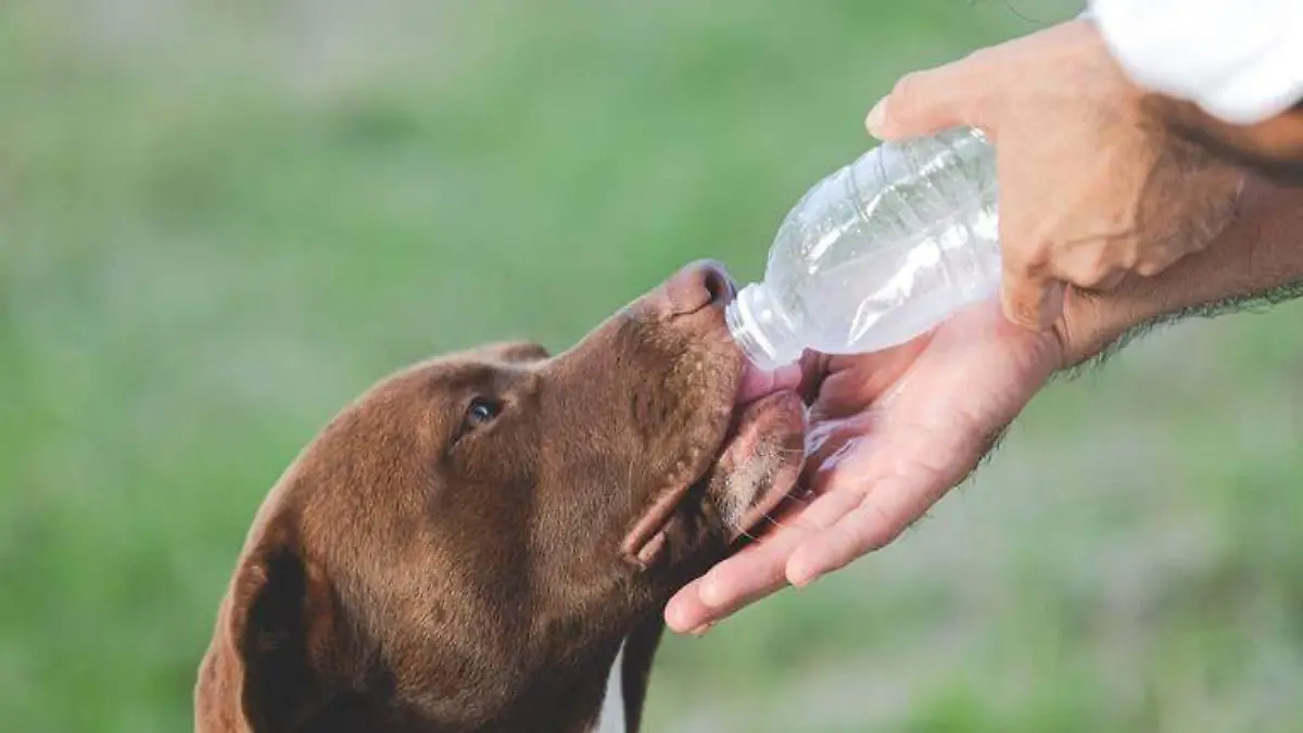 Consejos para proteger a tu mascota en época de calor