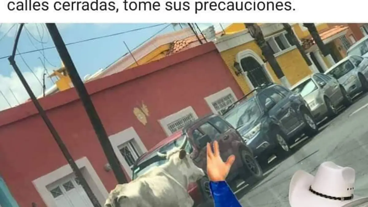 Meme vaca