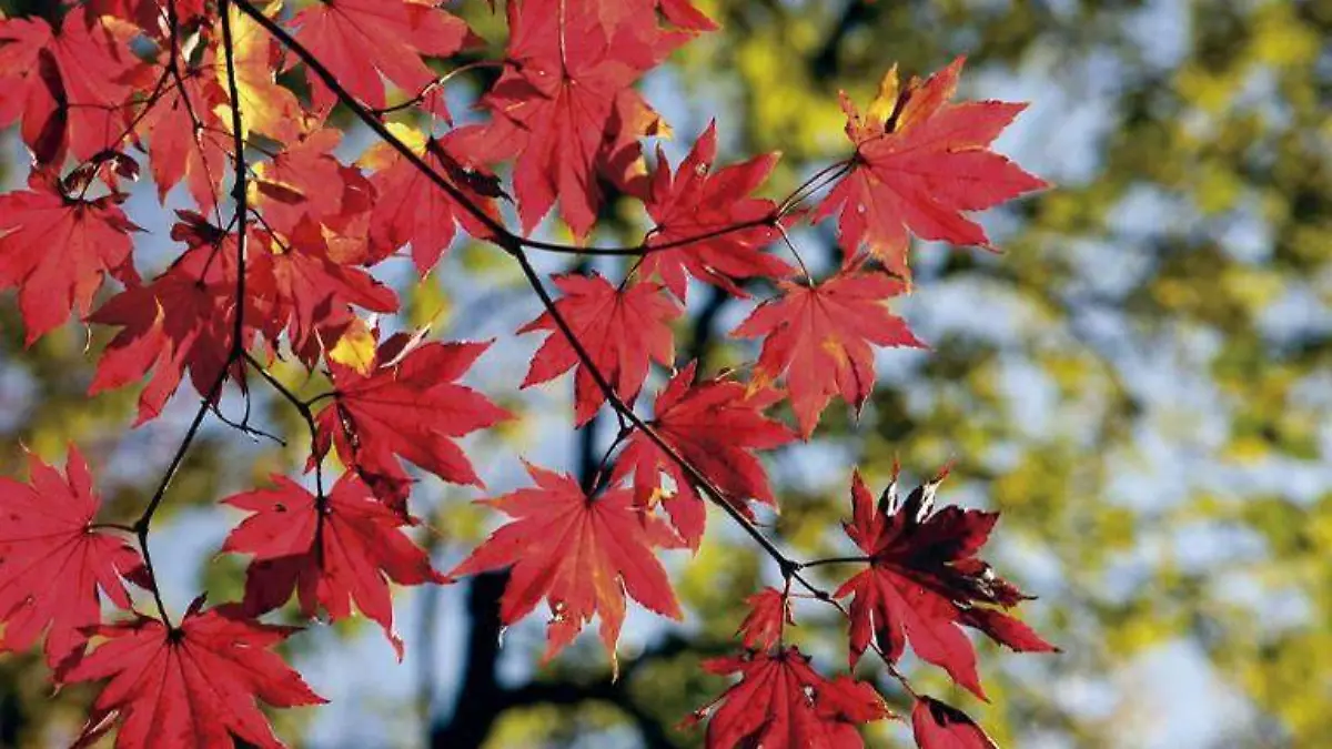 Hojas de un árbol en el otoño