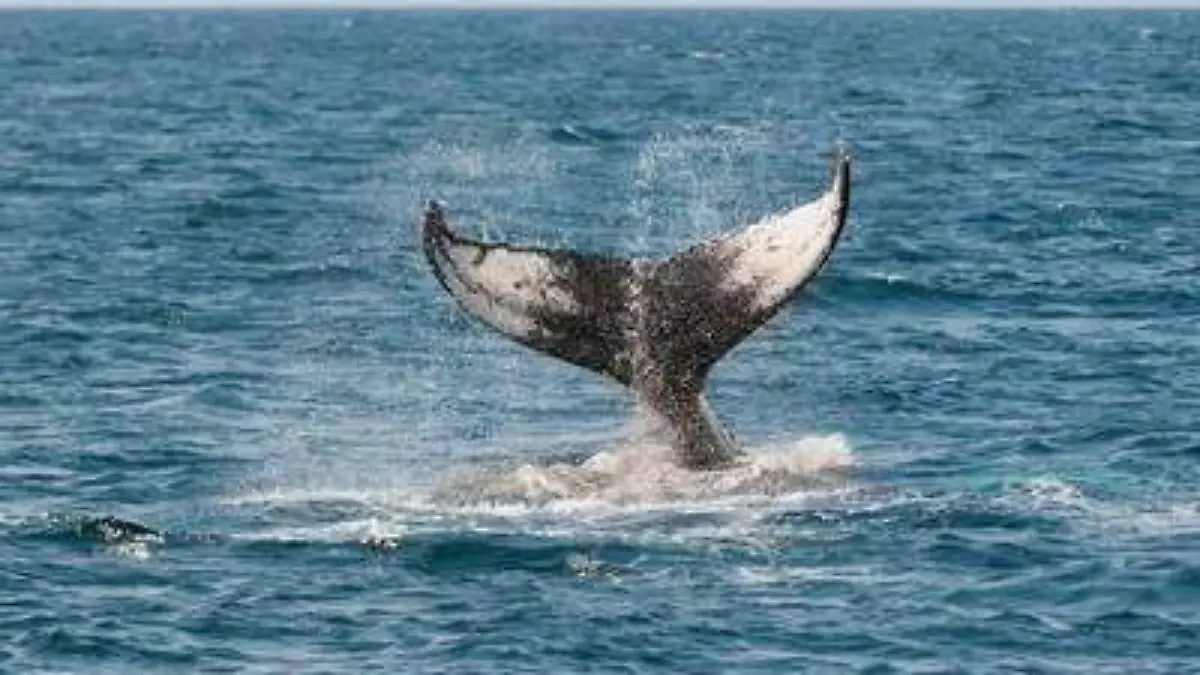 ballena