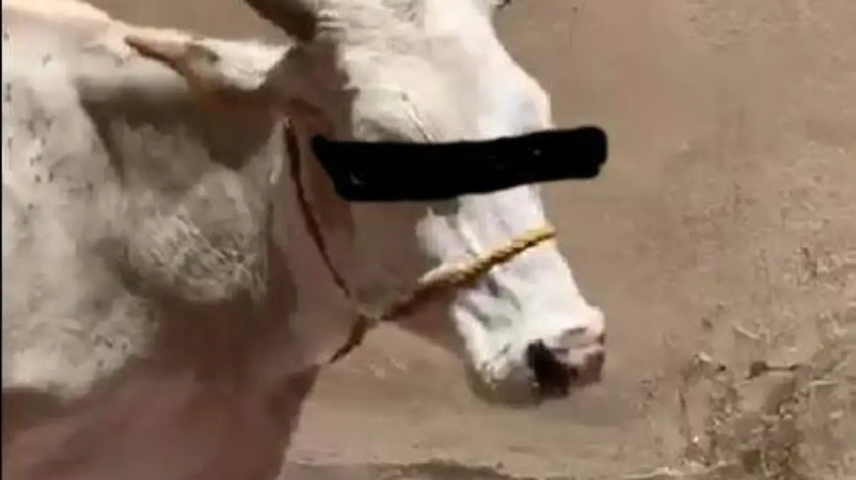 WhatsApp Image 2019-07-12 at 2.51.50 PM