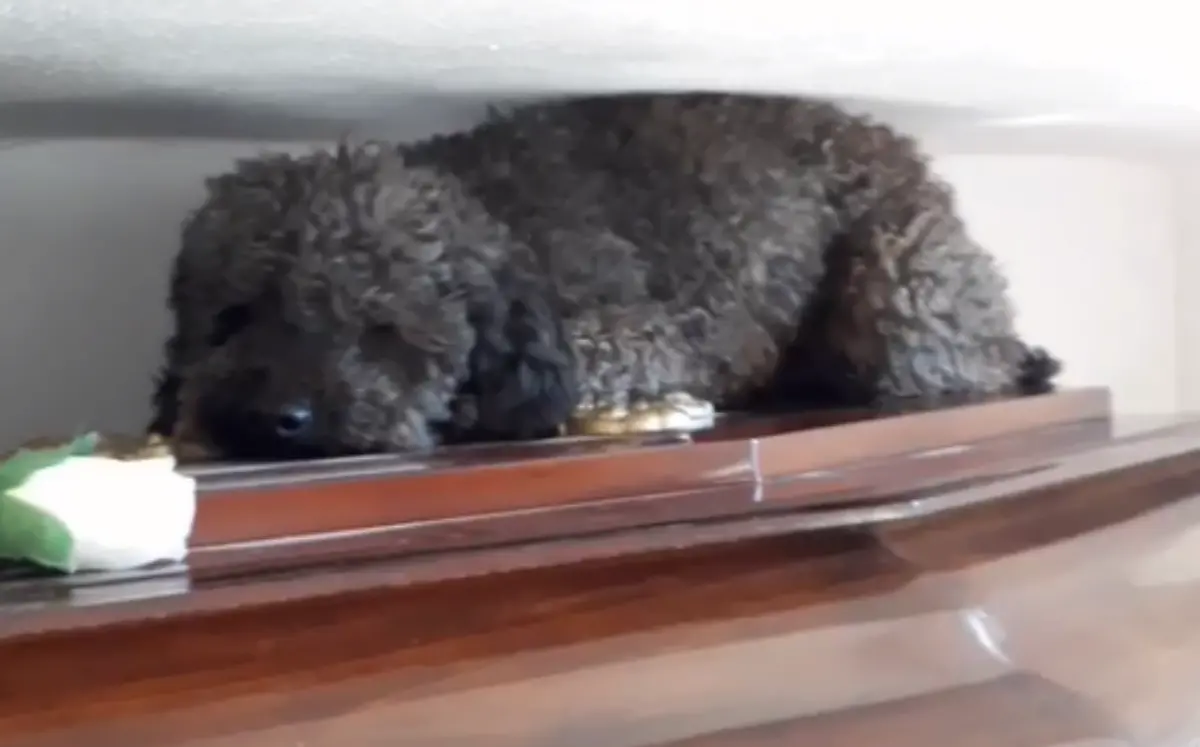 Benito Perro 