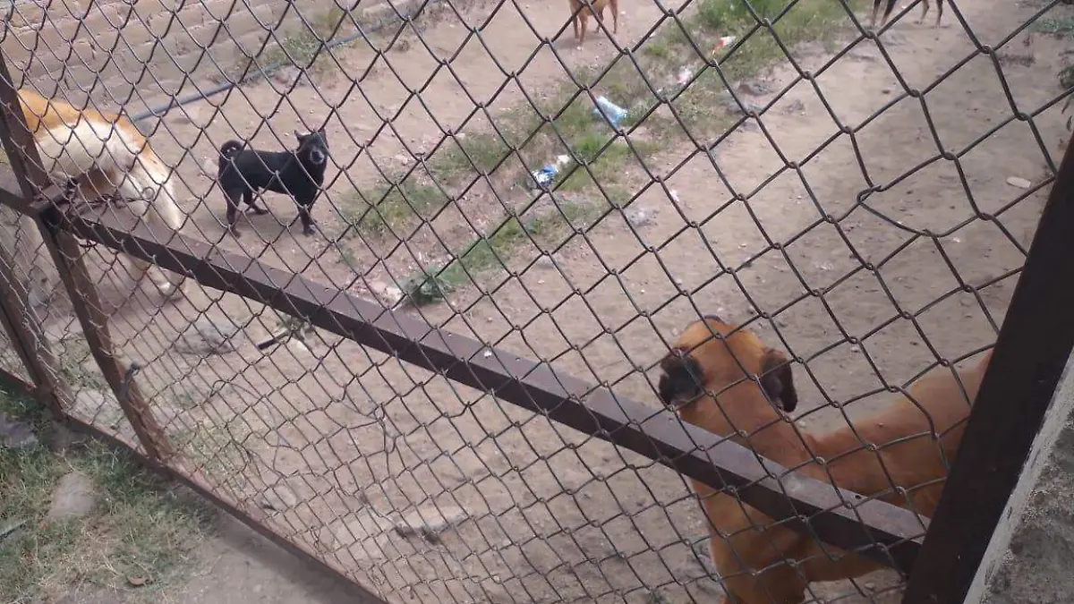 Grave persona atacada por dos perros en poblado de Canatlán