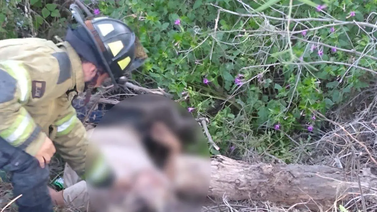 Cayó al fondo de un barranco; lo rescatan elementos de la DMPC