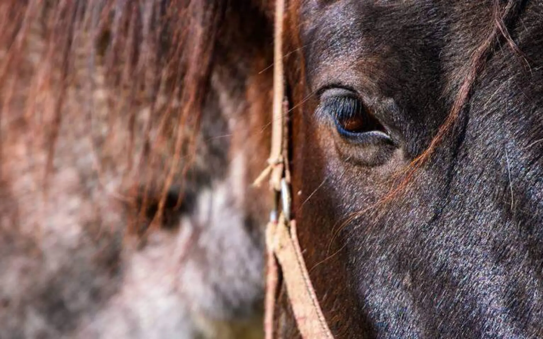 Caballo