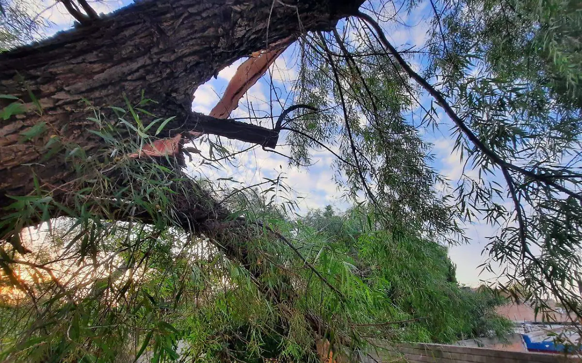 Árbol cae sobre una vivienda en Canatlán; reportan daños materiales