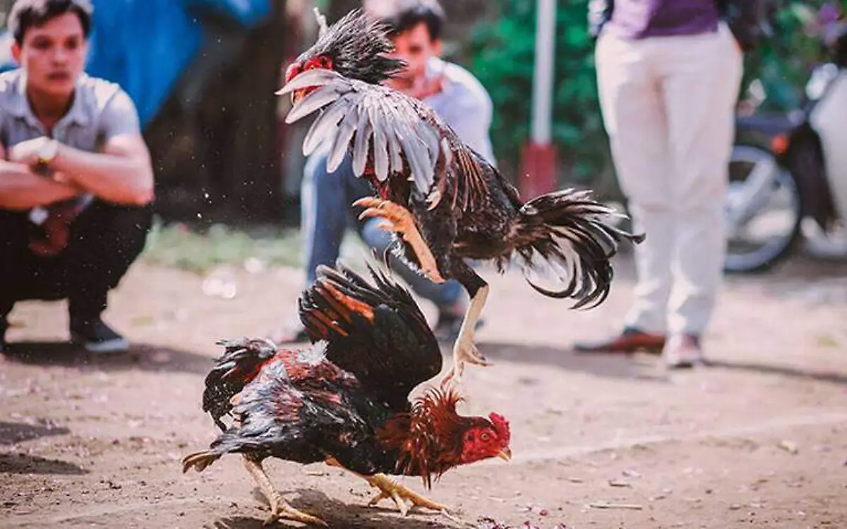 pelea-gallos-veracruz-2