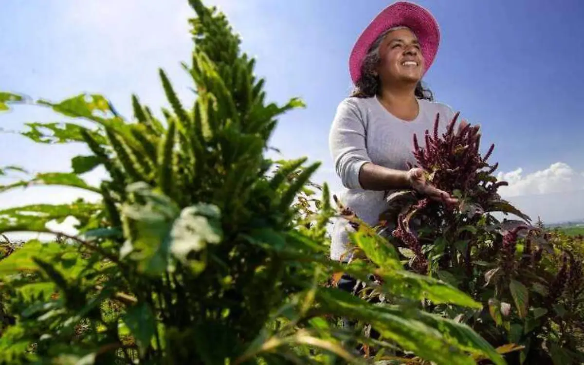 Campesinas y agricultores del campo mexicano