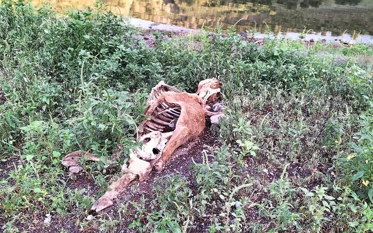 Sequía en el campo duranguense