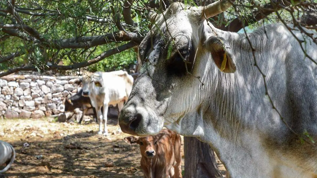 Vacas
