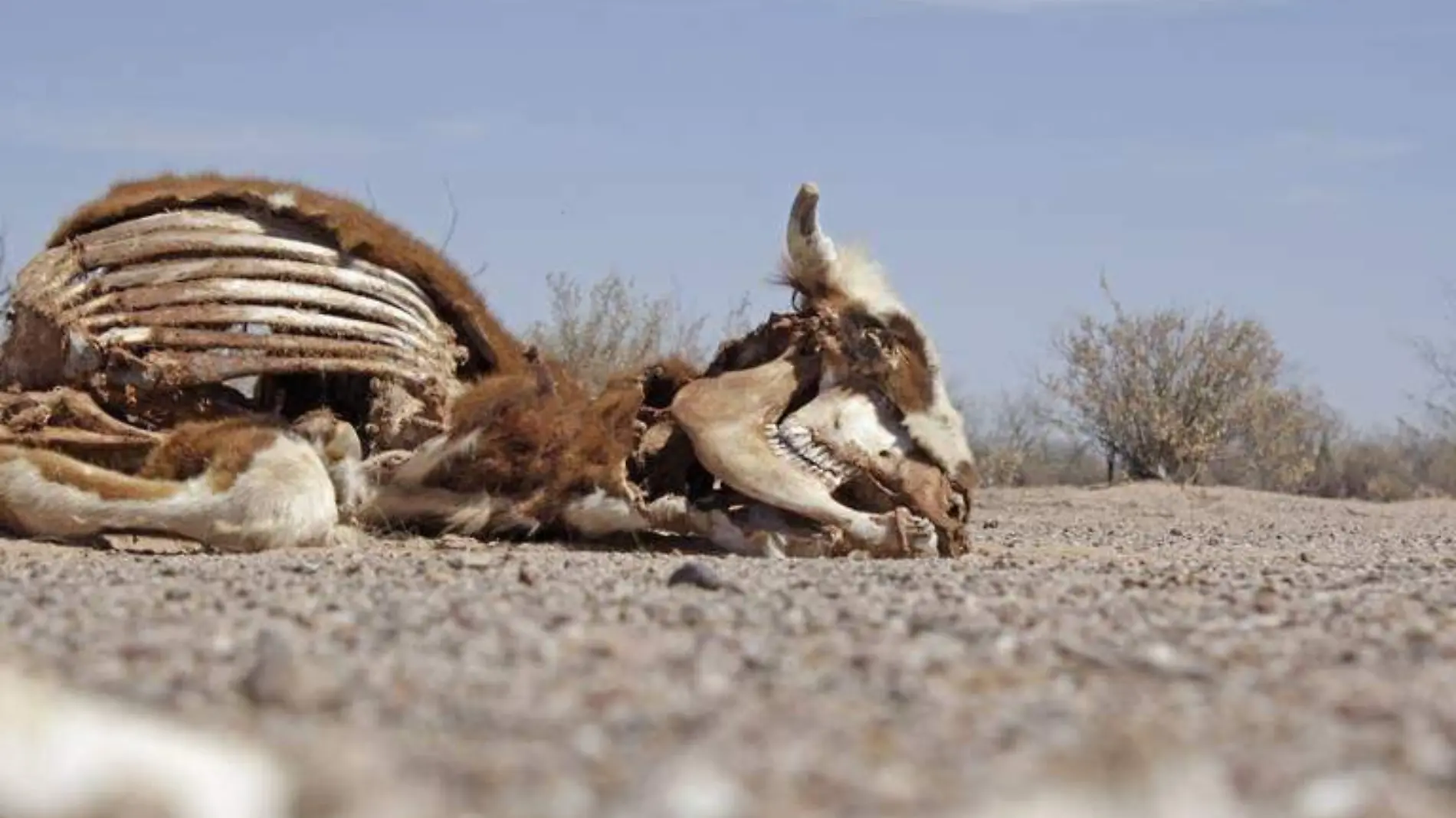 sequía-cementerio-de-vacas-afetaciones-sonora-ganado