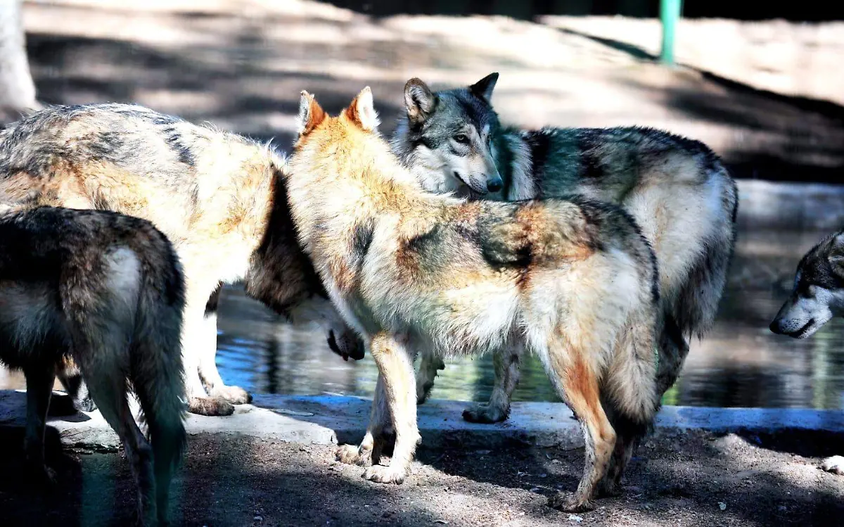Lobo mexicano en Durango