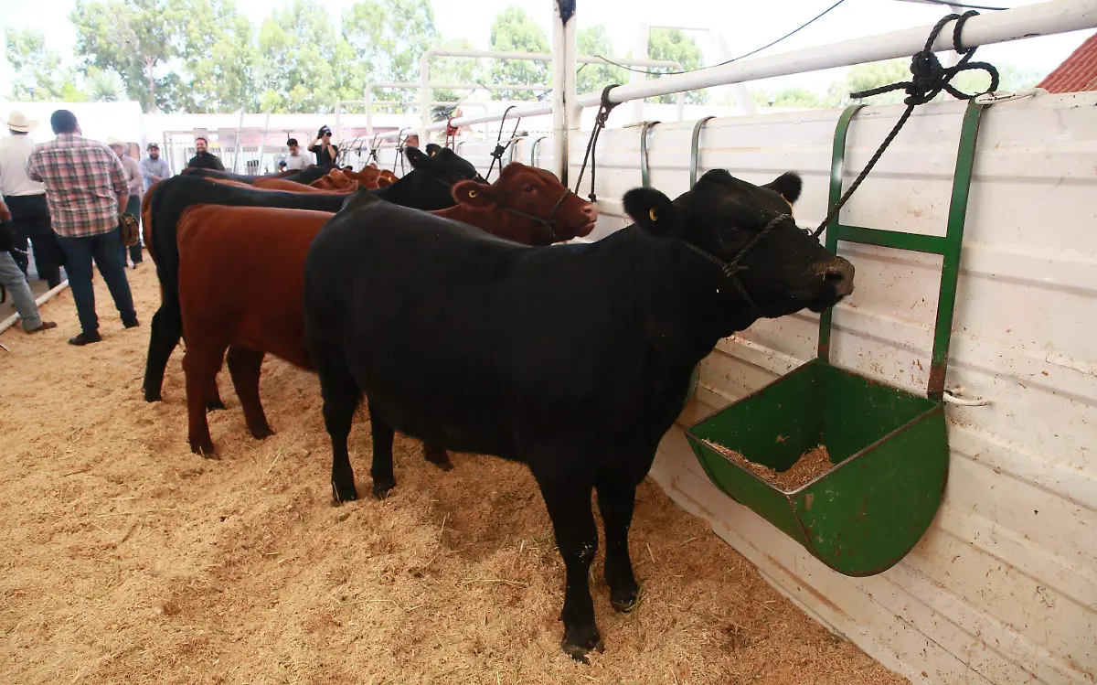 Ganadería en el estado de Durango