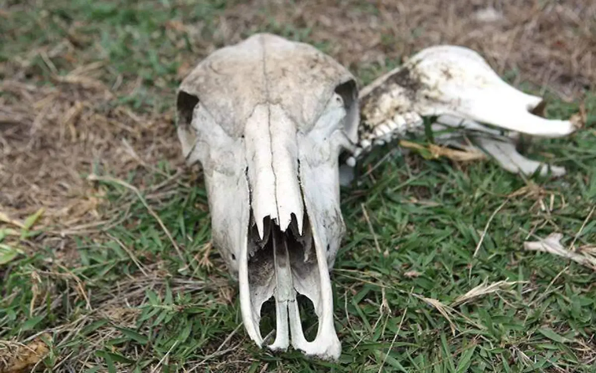 Este 2023 arrasa la sequía en varios estados de México