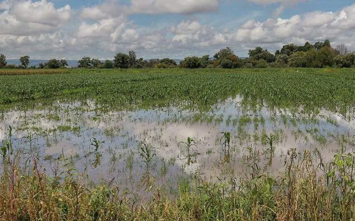 Campo.Cosecha de frijol