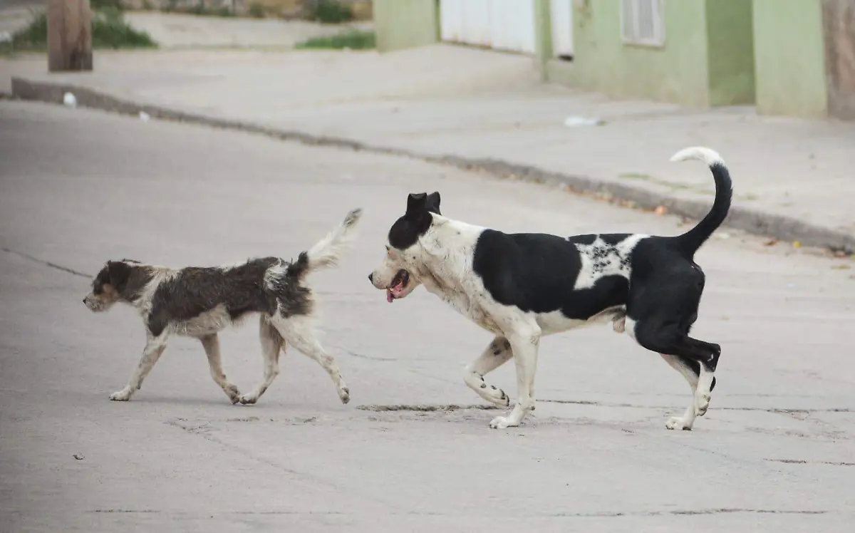 Preocupa sobrepoblación de perros en Durango