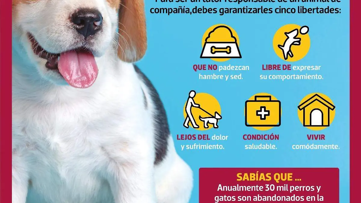 Trato Digno para los animales