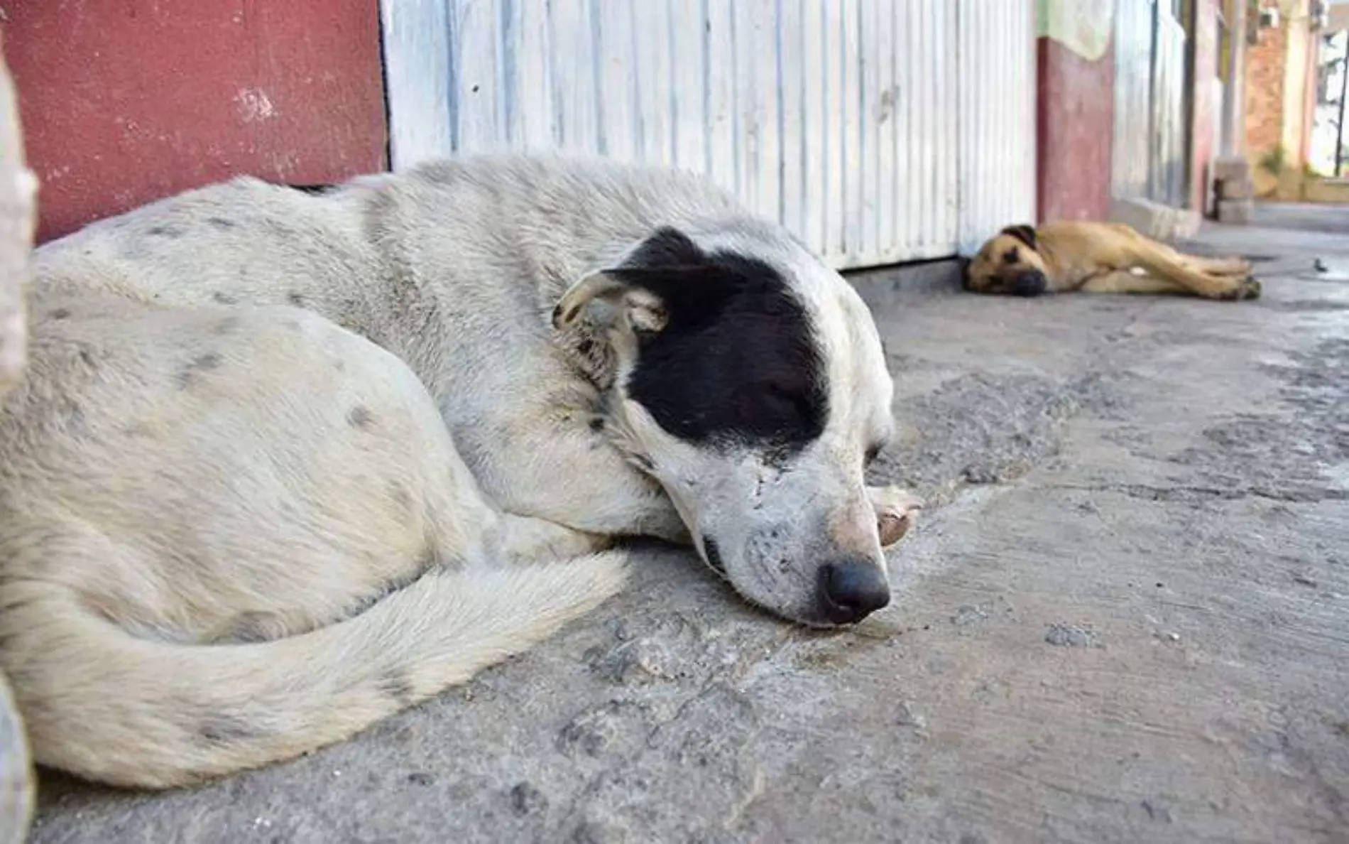 perro-callejero