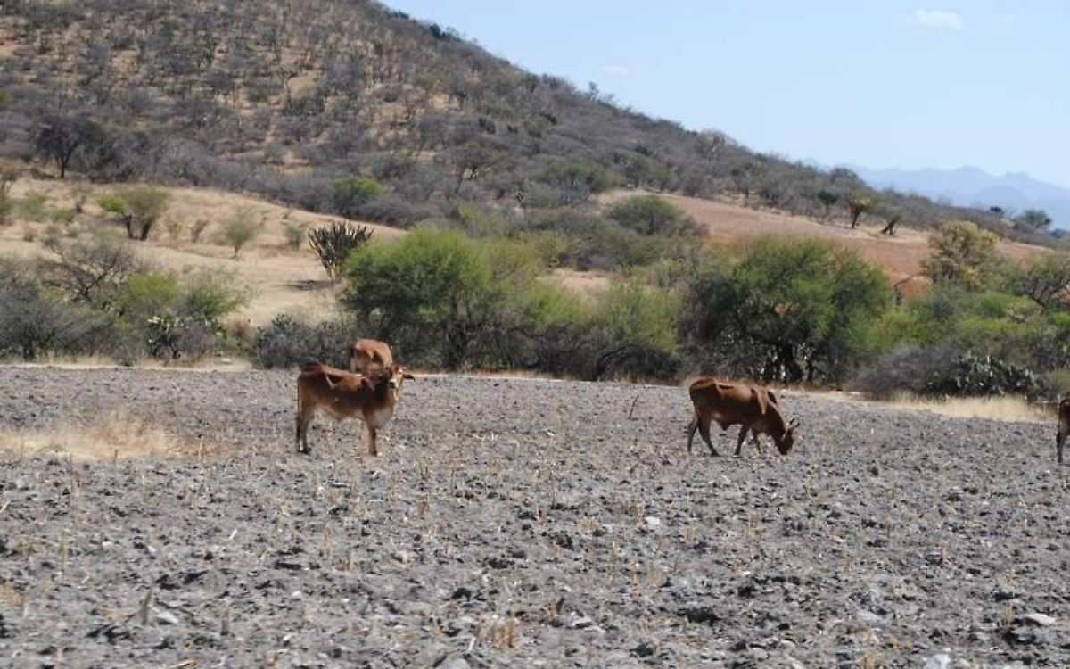 Por sequía prevén la muerte de 400 mil cabezas de ganado en Durango - El  Sol de Durango | Noticias Locales, Policiacas, sobre México, Durango y el  Mundo