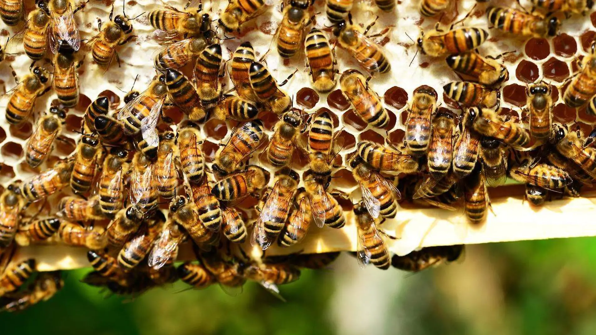 honey-bees-401238_1280