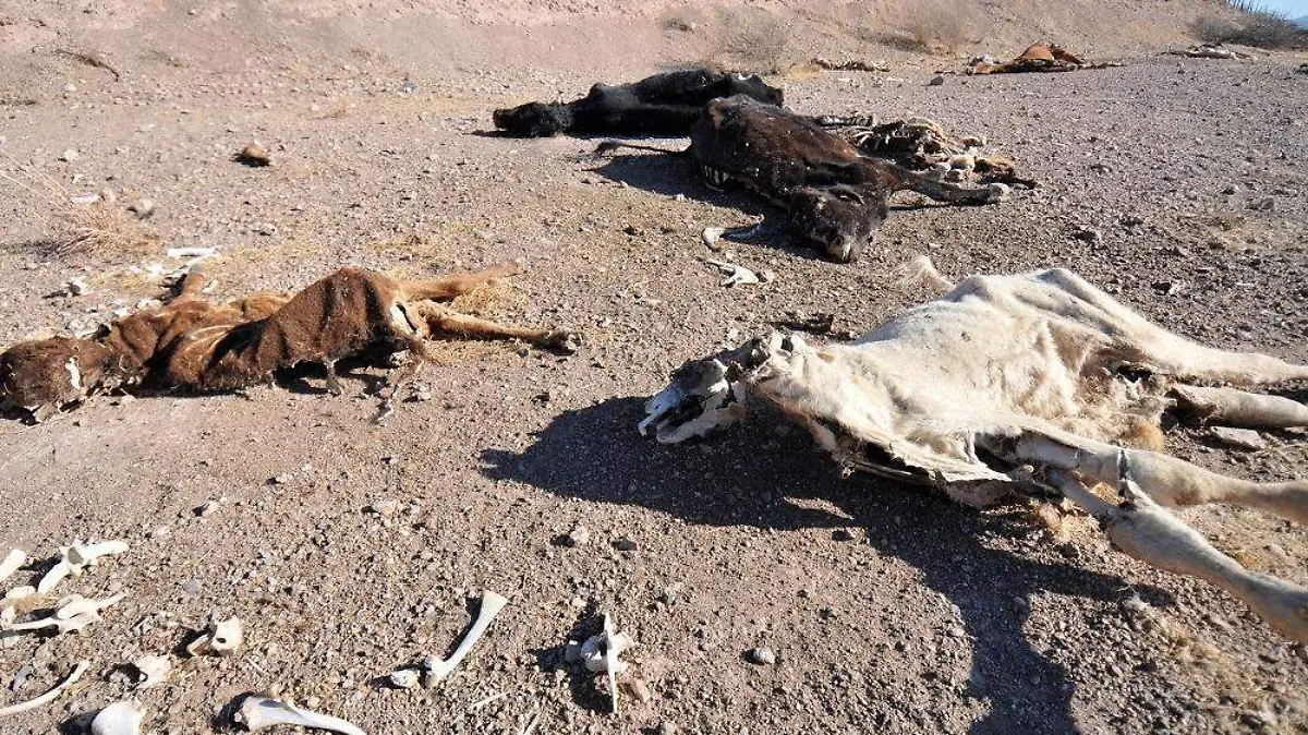 Muerte de ganado por sequía