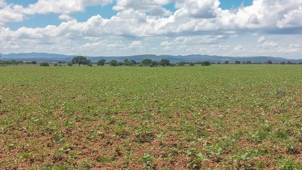 Campo