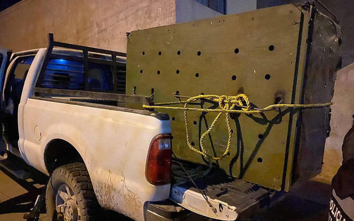 Capturan un puma en la ciudad de Durango