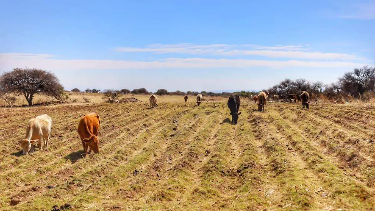 PRODUCTORES GANADEROS